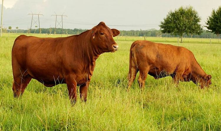 Cattle Deseret Ranches Of Florida Cattle