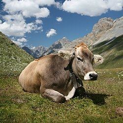 Cattle httpsuploadwikimediaorgwikipediacommonsthu
