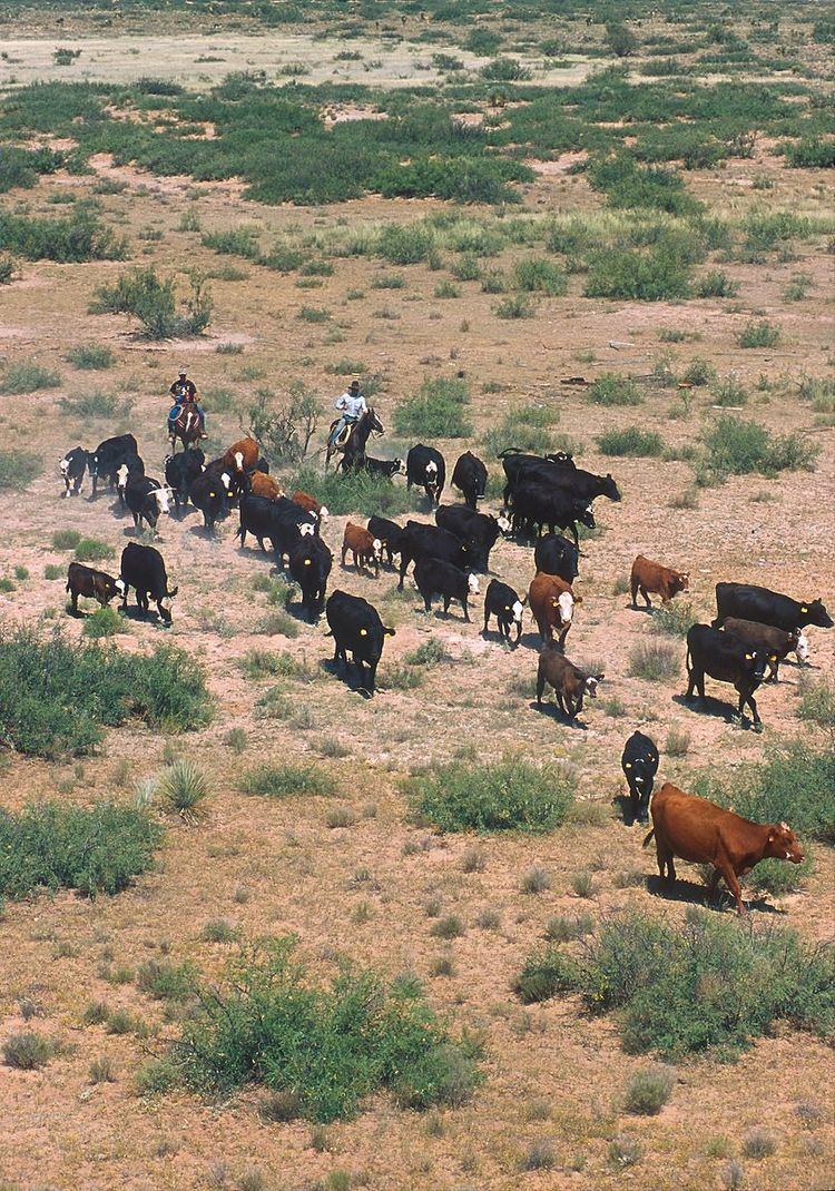 Cattle drives in the United States