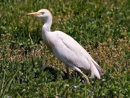 Cattle egret Cattle Egret Identification All About Birds Cornell Lab of