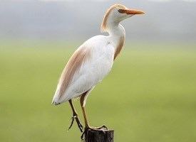 Cattle egret httpswwwallaboutbirdsorgguidePHOTOLARGEca
