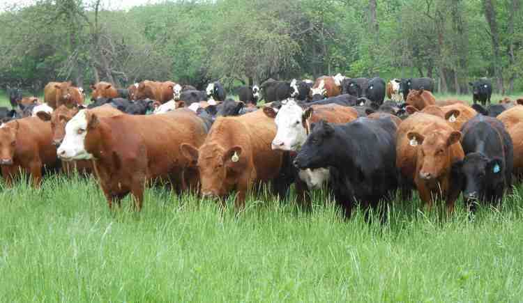 Cattle Cattle Smith Meadows