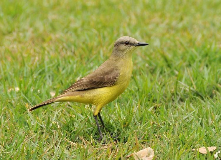 Cattle tyrant Cattle Tyrant Machetornis rixosa Single bird on a lawn the