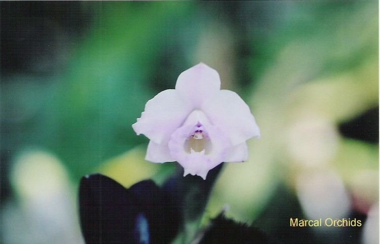 Cattleya alaorii IOSPE PHOTOS