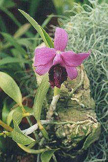 Cattleya bicalhoi httpsuploadwikimediaorgwikipediacommonsthu