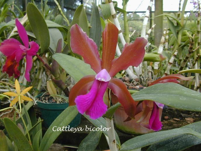 Cattleya bicolor IOSPE PHOTOS