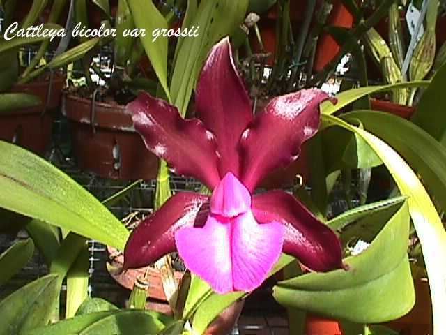 Cattleya bicolor IOSPE PHOTOS