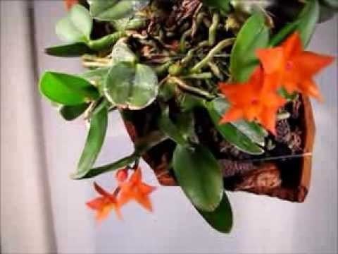 Cattleya cernua Cattleya Sophronitis cernua YouTube