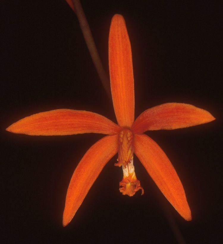 Cattleya cinnabarina wwworchidspeciescomorphotdirlcinnabarinajpg