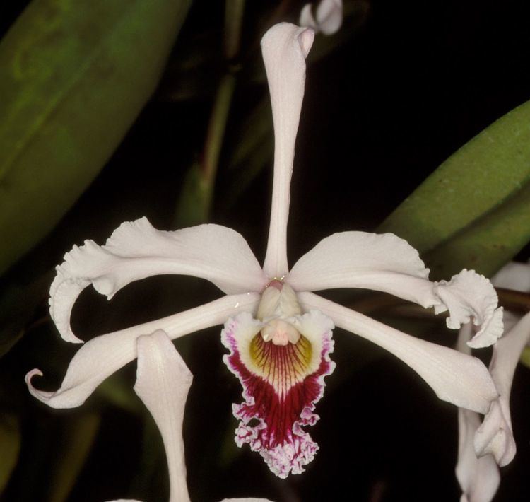 Cattleya crispa wwworchidspeciescomorphotdirlaelaicrispajpg