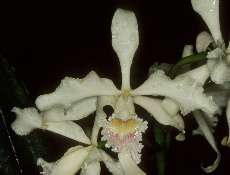 Cattleya crispa IOSPE PHOTOS