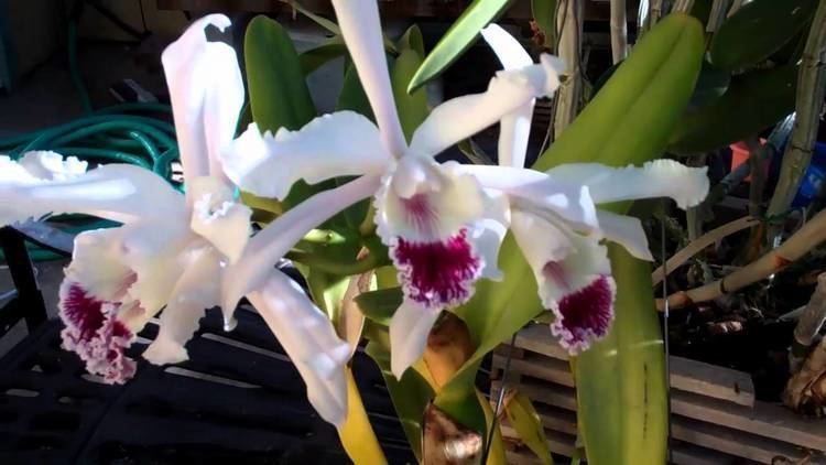 Cattleya crispa Cattleya Laelia crispa YouTube