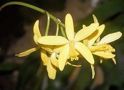 Cattleya crispata httpsuploadwikimediaorgwikipediacommonsthu