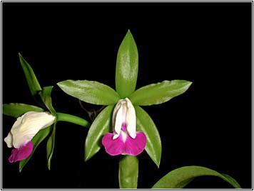 Cattleya dormaniana Brazilian Orchids Orchid News 35