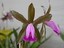Cattleya dormaniana httpsuploadwikimediaorgwikipediacommonsthu