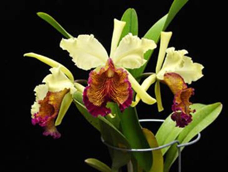 Cattleya dowiana Cattleya dowiana presented by Orchids Limited