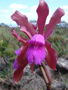 Cattleya elongata httpsuploadwikimediaorgwikipediacommonsthu