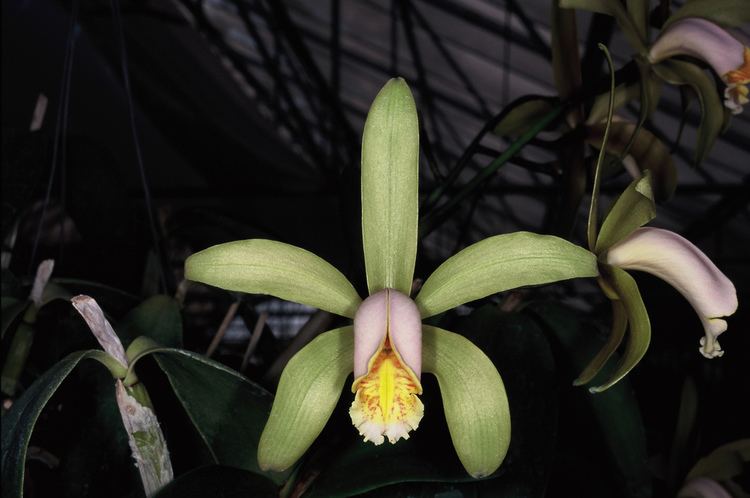 Cattleya forbesii IOSPE PHOTOS