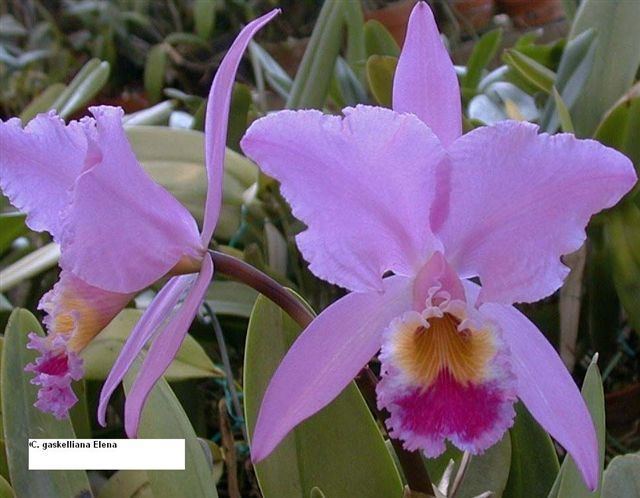 Cattleya gaskelliana Cattleya gaskelliana var Elena The Orchid Strauss