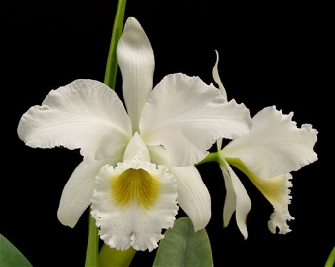 Cattleya gaskelliana Cattleya gaskelliana alba presented by Orchids Limited