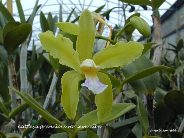 Cattleya granulosa IOSPE PHOTOS