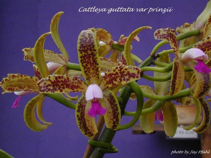 Cattleya guttata IOSPE PHOTOS
