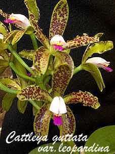 Cattleya guttata wwworchidspeciescomorphotdircatguttatajpg