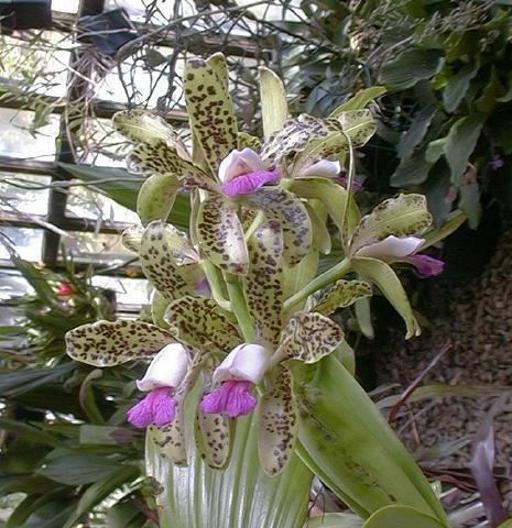 Cattleya guttata IOSPE PHOTOS