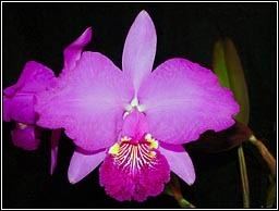 Cattleya lueddemanniana Brazilian Orchids Orchid News 32