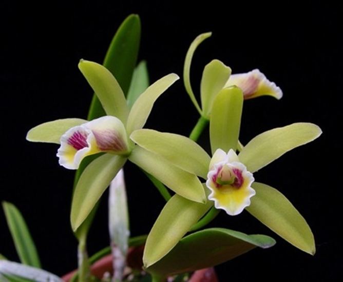 Cattleya luteola Cattleya luteola presented by Orchids Limited
