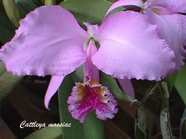 Cattleya mossiae wwworchidspeciescomorphotdircattlmossiaejpg