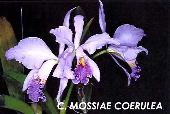 Cattleya mossiae IOSPE PHOTOS