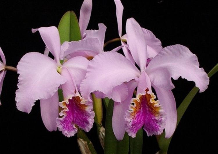 Cattleya mossiae Cattleya mossiae presented by Orchids Limited
