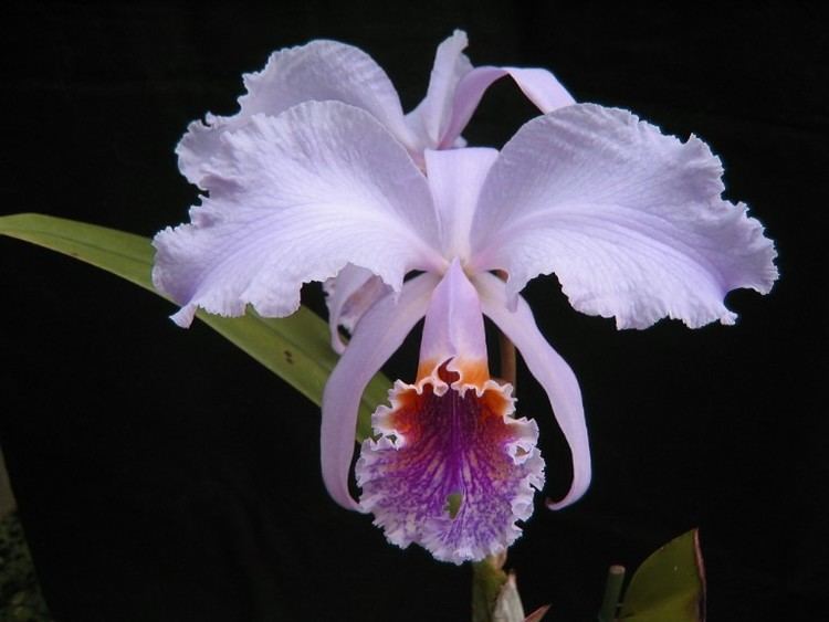 Cattleya mossiae Orchids from Green Drop Home Orchids Cattleya Mossiae var
