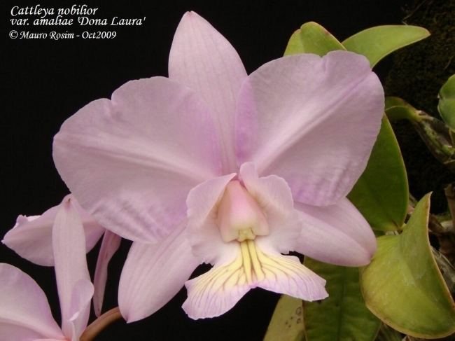 Cattleya nobilior Cattleya nobilior var amaliae Brazilian orchids Orqudeas