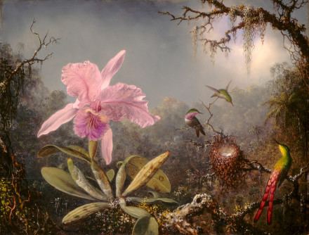 Cattleya Orchid and Three Hummingbirds mediangagovpublicobjects6124461244prima