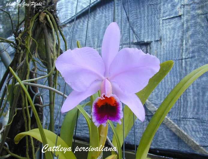 Cattleya percivaliana IOSPE PHOTOS
