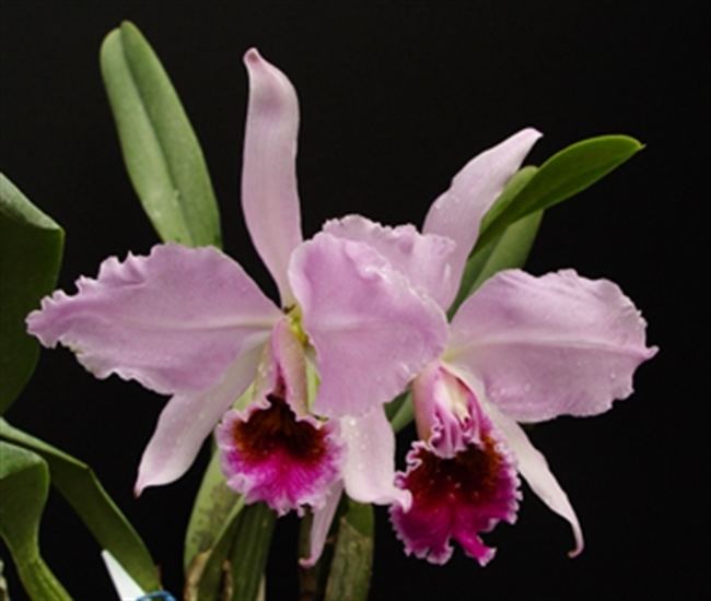 Cattleya percivaliana Cattleya percivaliana 39Jungle Best39 presented by Orchids Limited