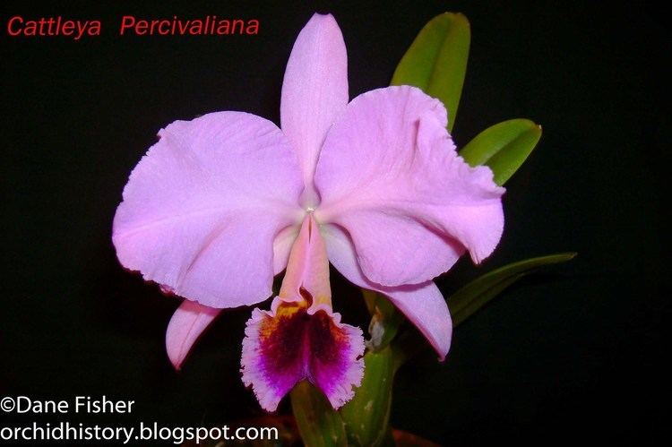 Cattleya percivaliana Cattleya Percivaliana Care Sheet Orchid Nature