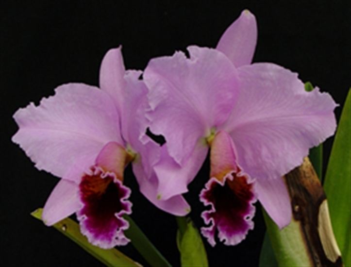 Cattleya percivaliana Cattleya percivaliana 39Summit39 FCCAOS x self presented by Orchids