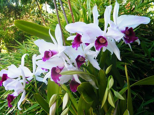Cattleya purpurata Cattleya Orchid Source Laelia pururata syn Cattleya purpurata