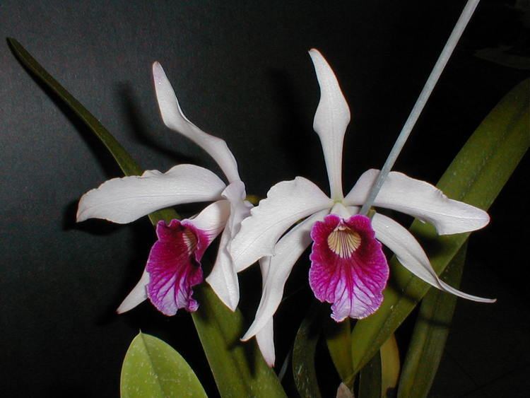 Cattleya purpurata wwworchidspeciescomorphotdirlaelpurpuratajpg