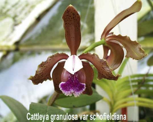 Cattleya schofieldiana wwworchidspeciescomorphotdircattgranulosajpg