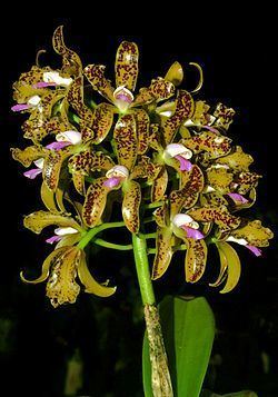 Cattleya tigrina httpsuploadwikimediaorgwikipediacommonsthu