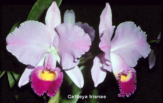 Cattleya trianae IOSPE PHOTOS