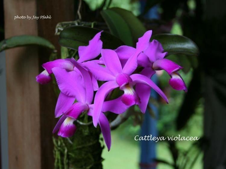 Cattleya violacea IOSPE PHOTOS