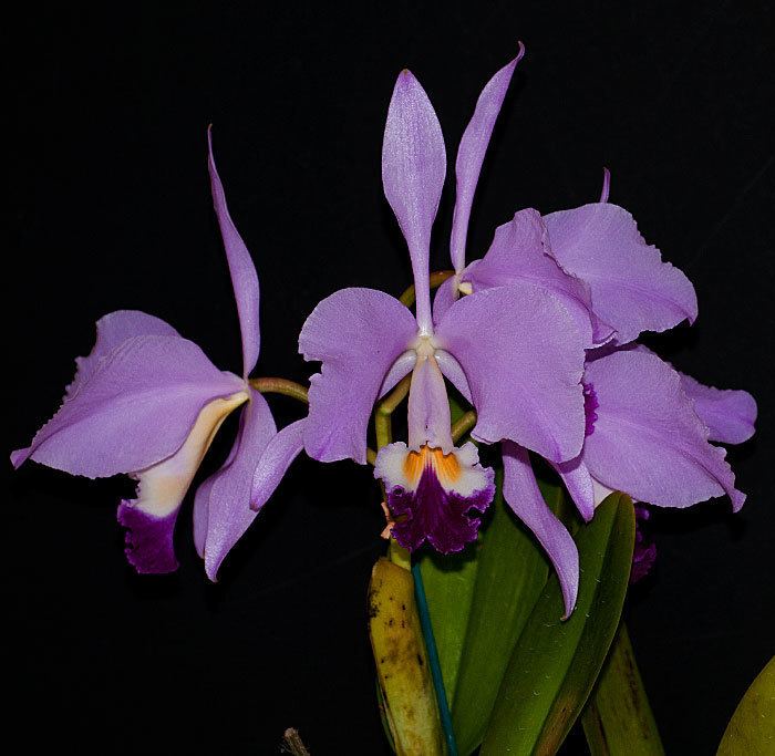 Cattleya warneri Cattleya warneri