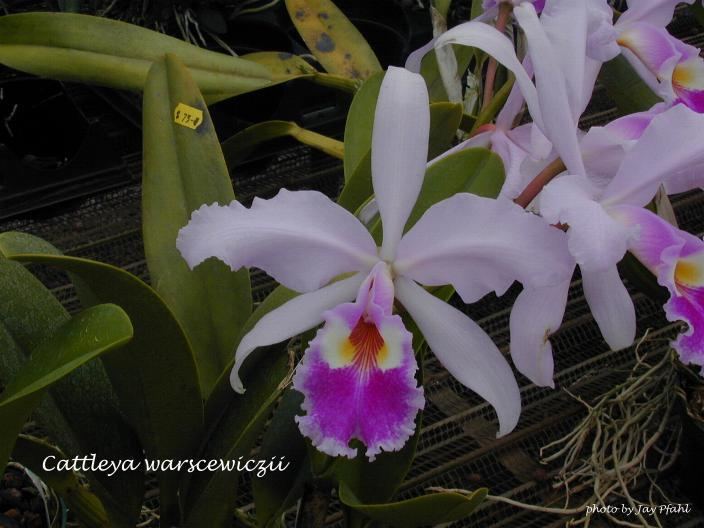 Cattleya warscewiczii IOSPE PHOTOS