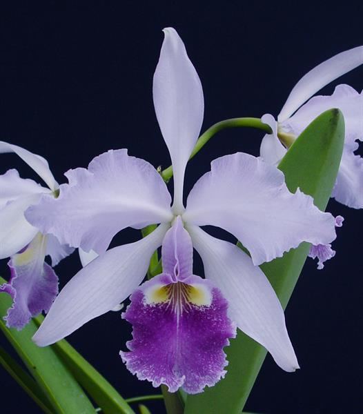 Cattleya warscewiczii Cattleya warscewiczii coerulea 39Angarita39 x self presented by