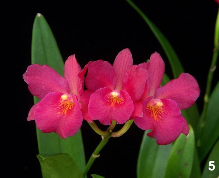 Cattleytonia Cattleya Why Not Naples Orchid Society